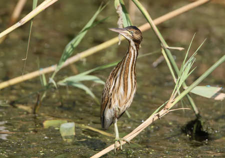 Young little bittern stand on the reed in funny pose. Close up scene.の写真素材