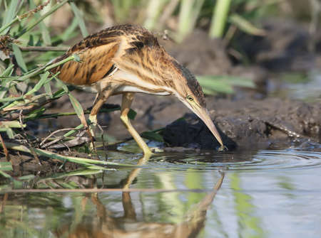Young little bittern hunting on the water. Close up scene in soft evening light.の写真素材