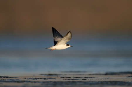 Young  whiskered tern (Chlidonias hybrida) feeding in flight