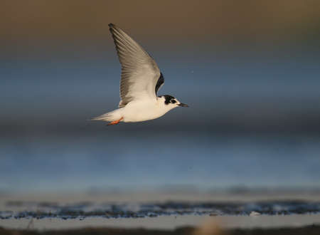 Young  whiskered tern (Chlidonias hybrida)  in flight in soft morning light