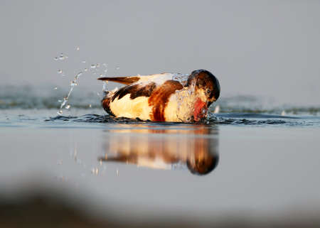 Young shelduck swimming on the water with splashの写真素材