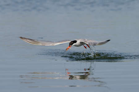 Common tern fishing and divingの写真素材