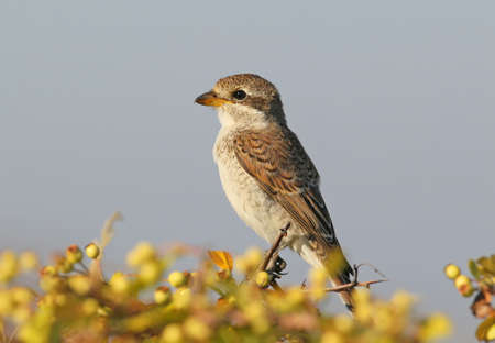 Portrait of female red backed shrike with blue sky and yellow berriesの写真素材