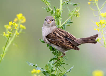 Close up view on female domestic sparrow with yellow flowers on blurry background.の写真素材