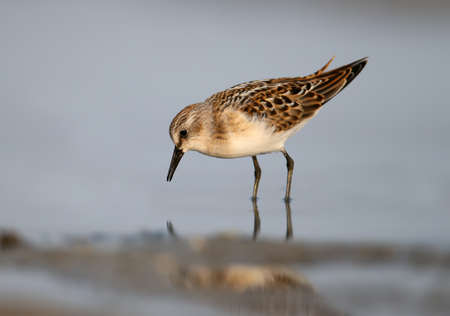 The little stint (Calidris minuta) feeding on shore. Close up view.の写真素材