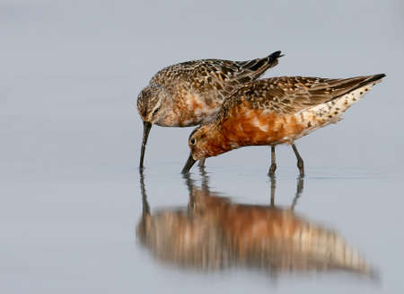 Two curlew sandpiper (Calidris ferruginea) stand on the waterの写真素材