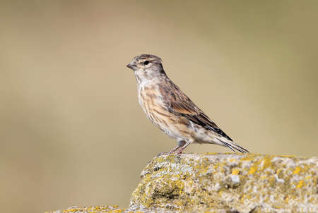 The common linnet (Linaria cannabina) on the wall unusual portrait with nice blurred background.
