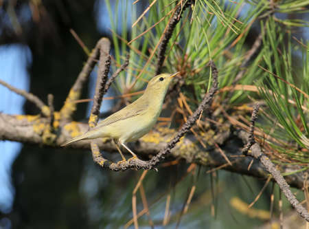 The willow warbler (Phylloscopus trochilus) close up portraitの写真素材