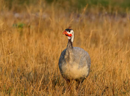  Close up portrait of a helmeted guineafowl (Numida meleagris) in yellow grass