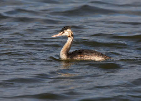 One young great grebe swimming.の写真素材