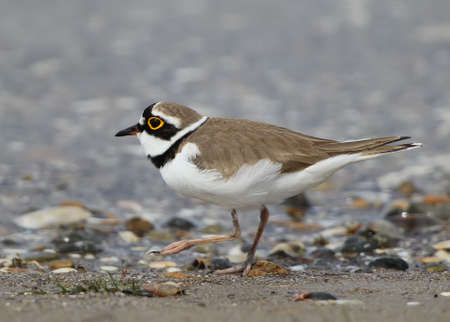 A male of ringed plover close up