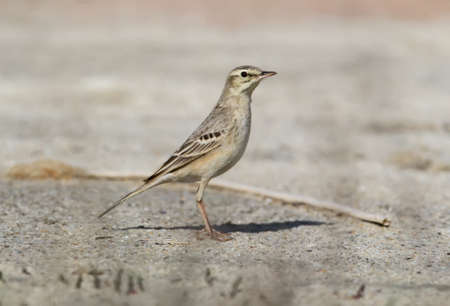 Tawny pipit is sitting on the ground.の写真素材
