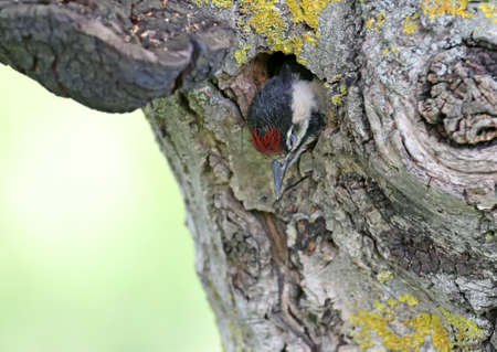 Nestling of a Syrian woodpecker sleeping in a hollowの写真素材