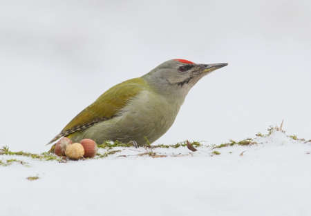  male grey woodpeckers on the forest feeder with snow and huzelnutsの写真素材