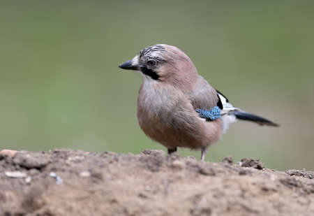 Eurasian jay sits on the ground close up portrait with blurry background.の写真素材