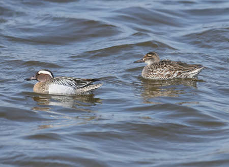 The garganey (Spatula querquedula) on the water. Female and male both close up view.の写真素材