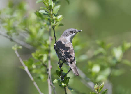 The lesser whitethroat (Sylvia curruca) on the bush branchの写真素材