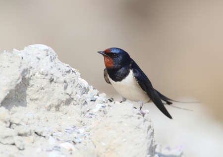 Barn swallow on the blurred beige background.