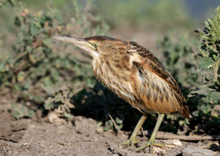 Young little bittern on the shore close up view.の写真素材