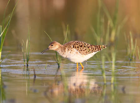 The ruff (Calidris pugnax) surrounded by aquatic plants in soft morning lightの写真素材