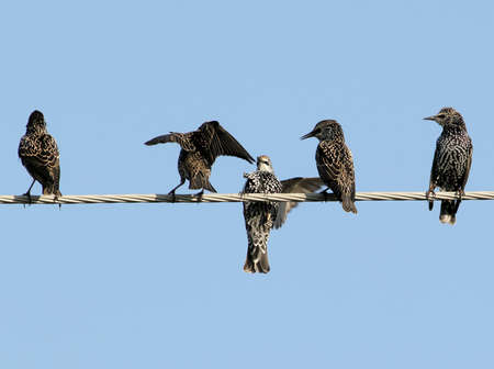 Common starlings on electrical wire unusual view