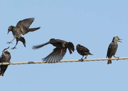 Common starlings on electrical wire unusual view