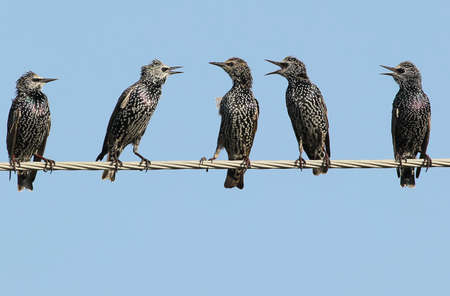 Common starlings on electrical wire unusual viewの写真素材