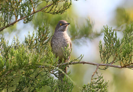 The barred warbler (Sylvia nisoria) maleの写真素材