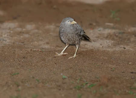 Yellow-billed Babbler sits on the ground