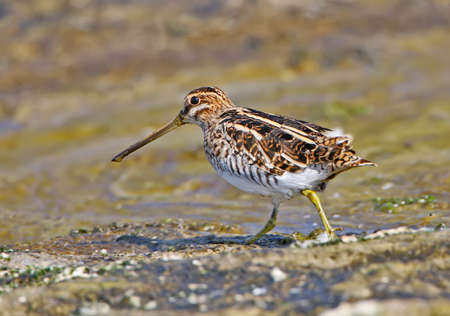 The common snipe (Gallinago gallinago)walking on the shore.の写真素材