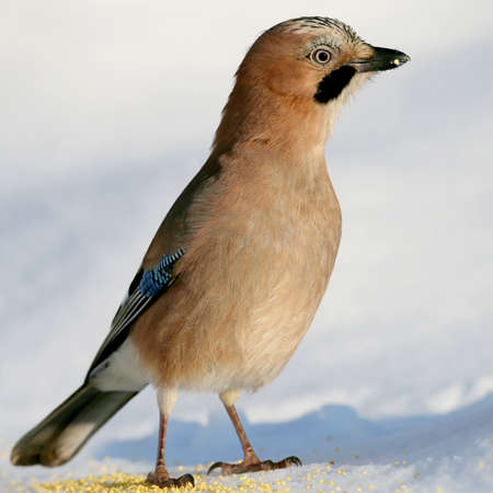Very close up and detailed portrait of eurasian jay on the snowの写真素材