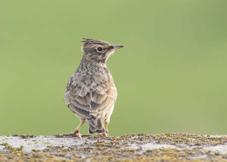 Close up and detailed portrait of The crested lark (Galerida cristata) isolated on blurred green backgroundの写真素材