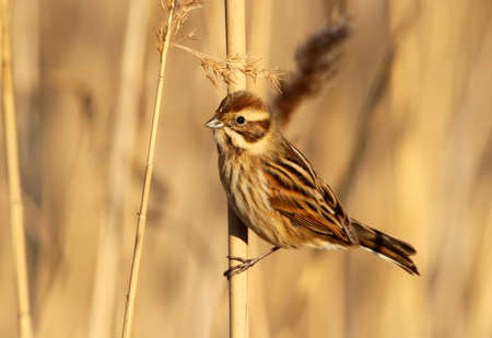 Close up portrait of female common reed bunting (Emberiza schoeniclus) in soft morning sunlightの写真素材