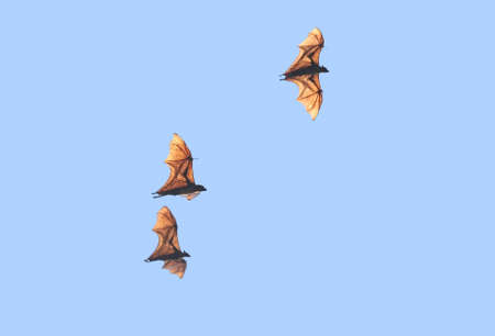 Three indian fox bat in flight
