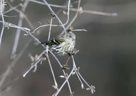 The Eurasian siskin (Spinus spinus) feeding on the small bushの写真素材