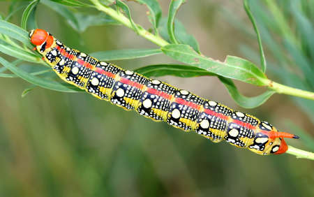 A caterpillar of Hyles euphorbiae (spurge hawk-moth) close upの写真素材