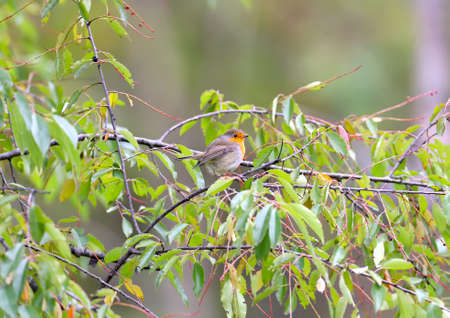 European robin sits on the branch in natural habitat
