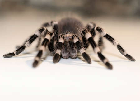 Close up view on the big spider Tarantulas 