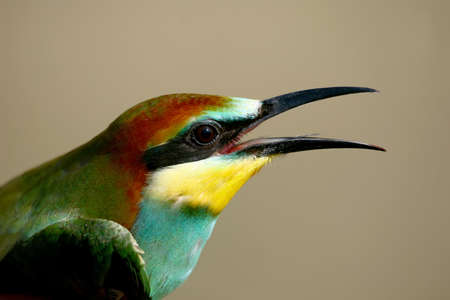 Extra close up fragment of head of european bee eater isolated on beige blurred backgroundの写真素材
