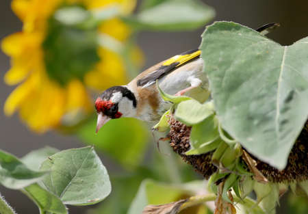 Close up view of a goldfinch on the sunflower geadの写真素材