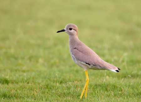 Close up portrait of white-tailed lapwing or white-tailed plover (Vanellus leucurus) isolated on...