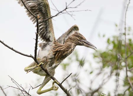Young night on the nestの写真素材