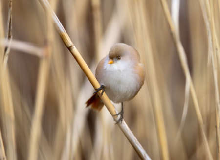 Close up photo of female bearded tit sits on the reed in natural habitatの写真素材