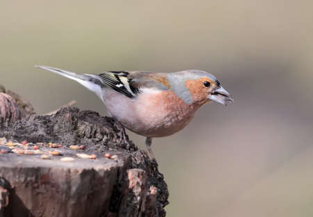 Close up photo of male common chaffinch (Fringilla coelebs) with a seed in beak isolated on blurry beige backgroundの写真素材