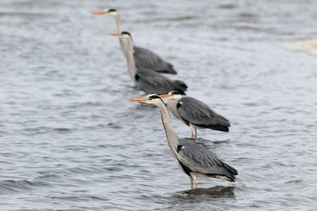 Four gray herons lined up in a row for fishing and huntingの写真素材