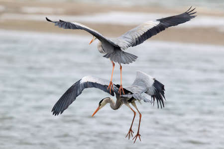 Two grey heron fishing in flight togetherの写真素材