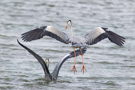 Two grey heron fishing in flightの写真素材