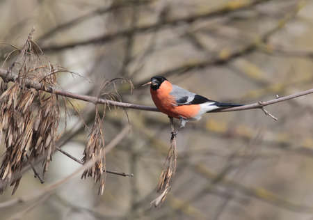 The male bullfinch with a seed in beak sits on a tree branch with a favorite food.の写真素材