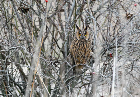 A long eared owl in winter plumage sits inside a  dense bush.