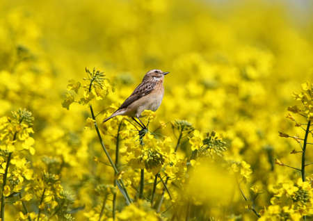 Female whinchat (Saxicola rubetra) sits on the flowers of rape againsr a blue skyの写真素材